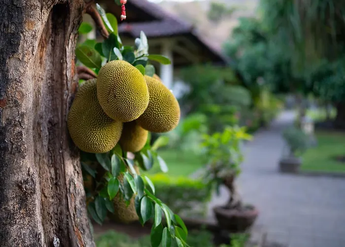 Green Coco House 招待所